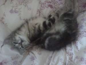 samson, motanel argintiu tigrat,  gen reclama whiskas