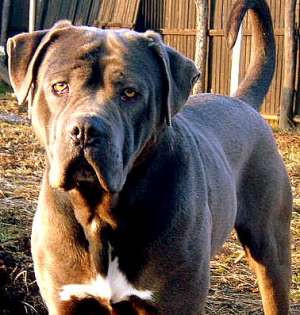 Mascul Cane Corso Monta