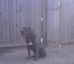 Mascul Cane Corso Monta
