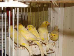 canari malinois-waterslager-constanta