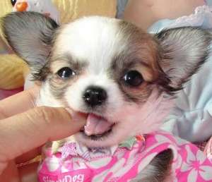 catelus Chihuahua drăguţ şi bine instruiţi de start,  de v�nzare.
