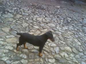 pui jagdterrier de vanatoare