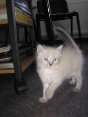 VAND PISICUTI ANGORA