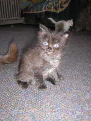 VAND PISICUTI ANGORA
