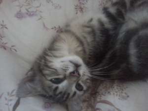 SAMSON, motanel argintiu tirat,  gen reclama whiskas