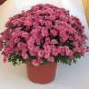 Producator Crizanteme multiflora din Butasi Germania