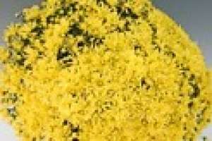 Producator Crizanteme multiflora din Butasi Germania
