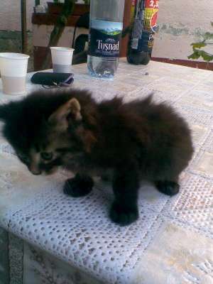 Vand pui pisica angora