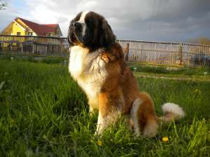 Saint Bernard