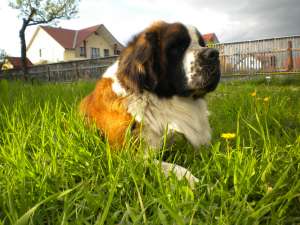 Saint Bernard