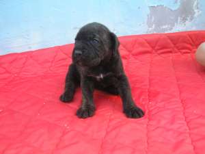 vind catei cane corso