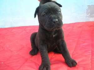 vind catei cane corso