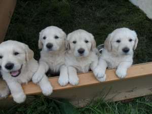 Vand Golden Retriever