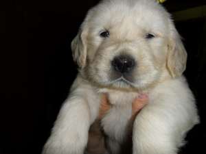 Vand Golden Retriever