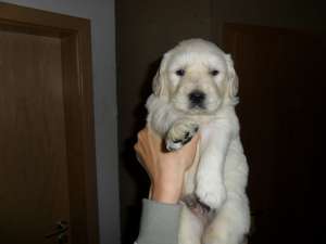 Vand Golden Retriever