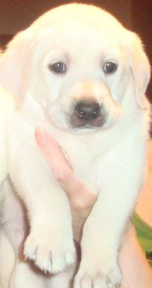 Labrador auriu