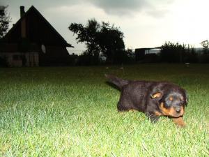 vand rottweiler