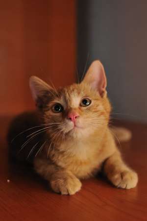 Porto, un roscat adorabil cu nasuc roz