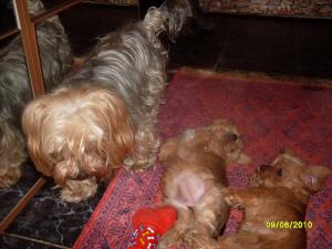 vand catei YORKSHIRE TERRIER