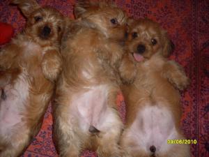 vand catei YORKSHIRE TERRIER