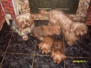 vand catei YORKSHIRE TERRIER