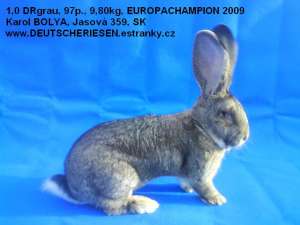 IEPURI Urias German,  Urias Belgian,  Berbec German