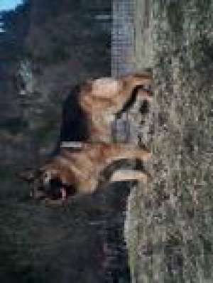 ofer pt.monta mascul cg cu pedigree