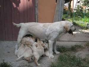 labrador vanzare