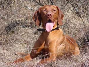 Vand catei Vizsla maghiara