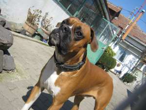 Monta