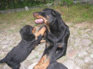 vand pui de rottweiler