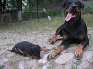 vand pui de rottweiler