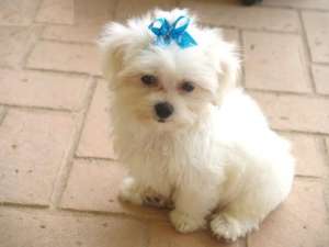 adopt bichon alb, sharp pei sau chow chow