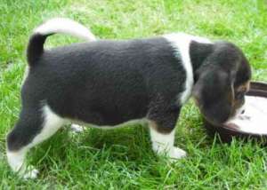 beagle tricolor superbi