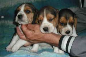 beagle tricolor superbi