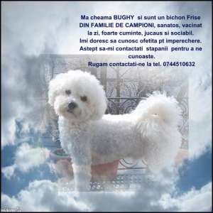 Caut femela BICHON