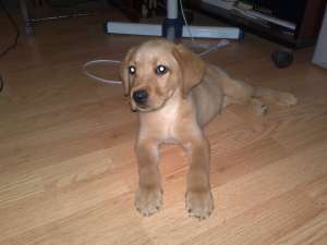 Vand pui de labrador retriever