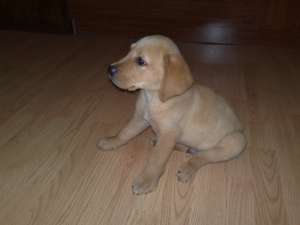 Vand pui de labrador retriever