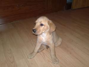 Vand pui de labrador retriever