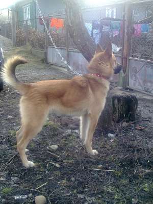 Caut Femela Malinois Belgian Pentru Monta