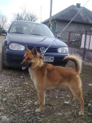 Caut Femela Malinois Belgian Pentru Monta