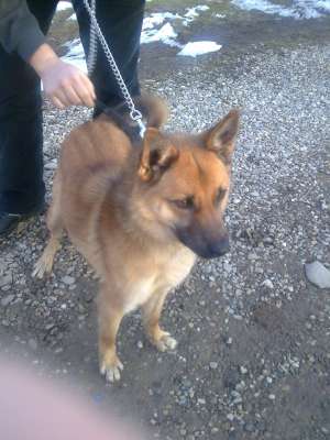 Caut Femela Malinois Belgian Pentru Monta