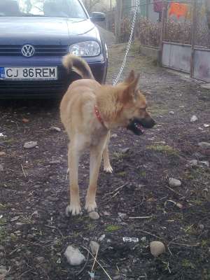 Caut caine malinois belgian pt monta