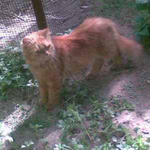 Caut motan persan imperechere