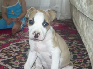 catelusa amstaff pedigree