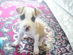 catelusa amstaff pedigree