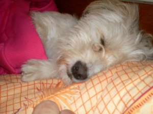 vand urgent!!!
