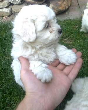 vand bichon maltese!!!urgent