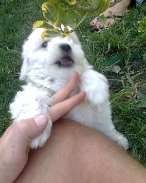 vand bichon maltese!!!urgent