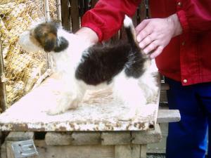 FOXTERRIER